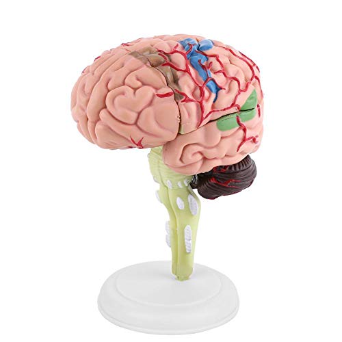 Modelo de cerebro humano, modelo anatómico de cerebro humano desmontado con código de color de 1 pieza, herramienta de enseñanza médica