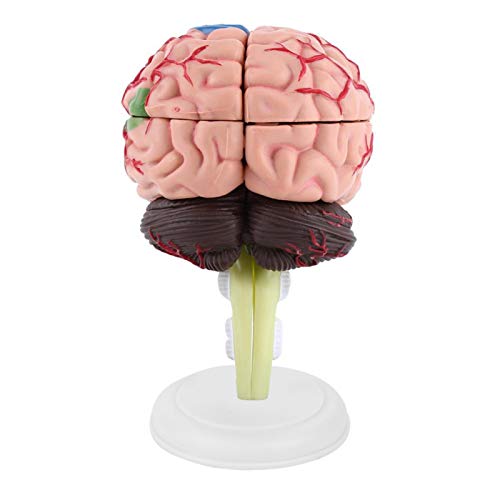 VBESTLIFE Modelo de Cerebro, Juguete de Herramienta de enseñanza médica Modelo de Cerebro Humano anatómico desmontado