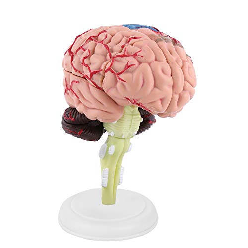 Modelo de Cerebro, Fácil de Llevar, Cerebro Humano Desmontado, Modelo de Cerebro Humano, Pintura Colorida, Plástico para Entrenamiento Médico