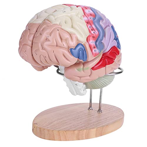Modelo de cerebro médico, 1: 2 modelo de cerebro humano anatómico médico Corteza cerebral Nervio 4 partes